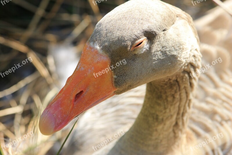 Duck Nature Bird Water Animals