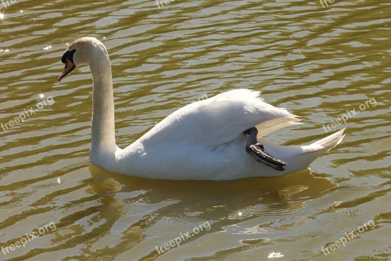 Swan Nature Animals Bird Pond