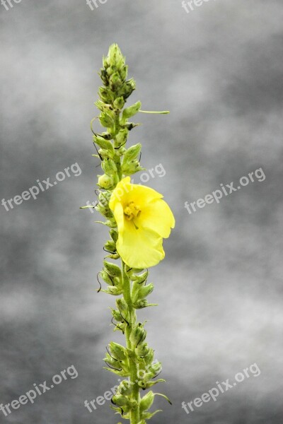 Mullein Blossom Bloom Flower Yellow