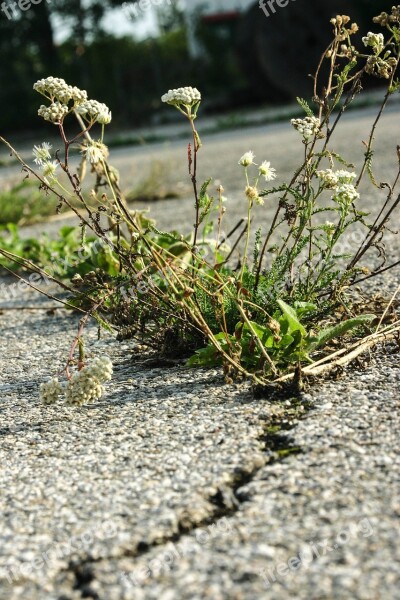 Force Of Nature Plant Flower Asphalt Road