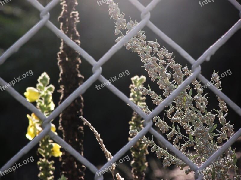 Fence Mulleins Wire Mesh Fence Nature Scrub