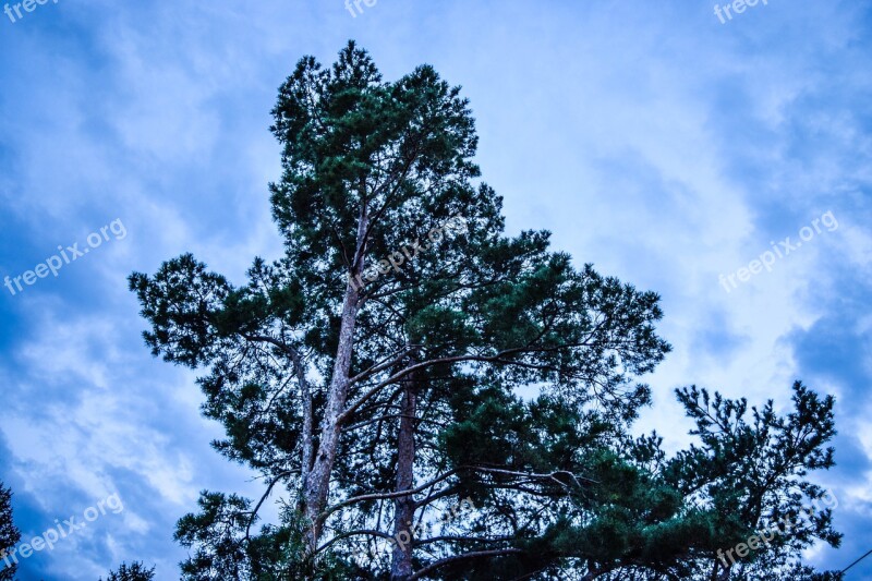 Sky Abendstimmung Silent Tree Branch