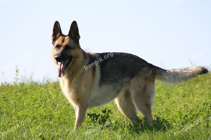 German Shepherd Dogs Pet Watchdog Animals