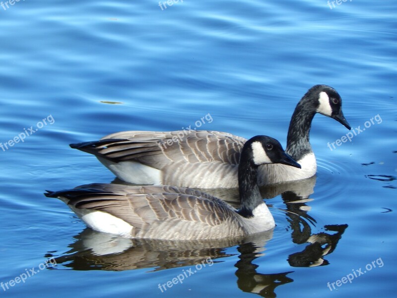 Canada Goose Geese Canada Waterfowl Goose