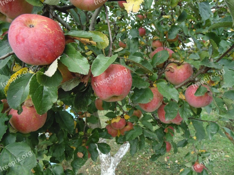 Apples Autumn Fruit Healthy Garden