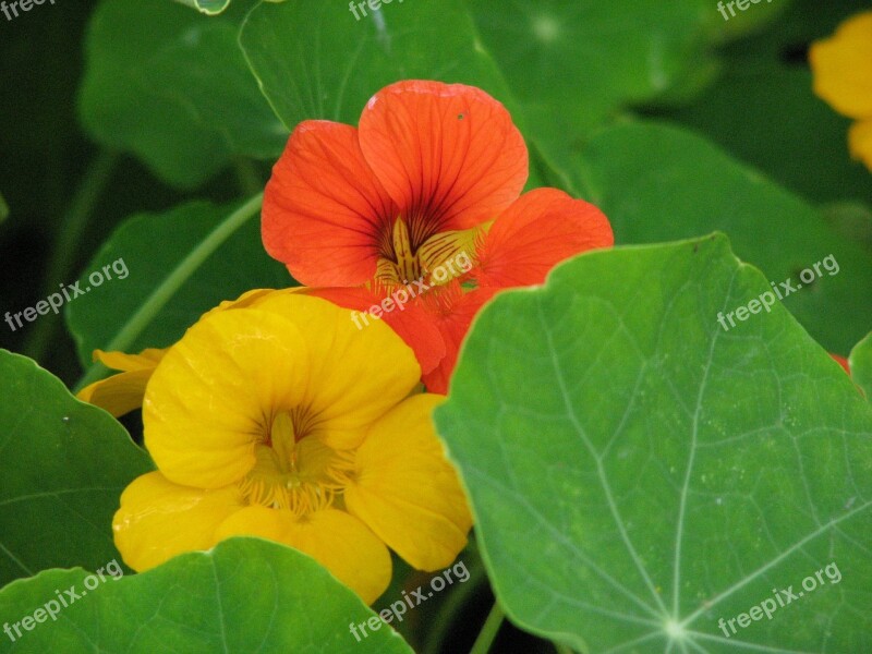 Nasturtium Cress Blossom Bloom Flower