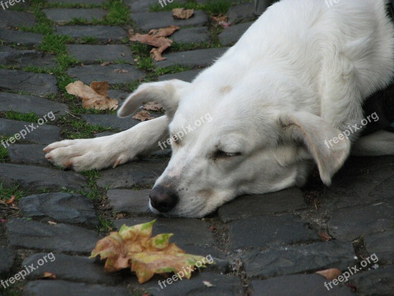 Dog Rest Cobblestones Leaf Sleep