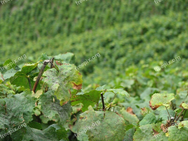 Wine Vine Leaves Winegrowing Vine Green