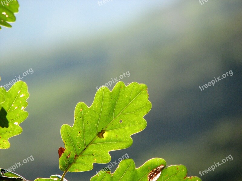 Oak Leaf Green Structure Leaf Oak