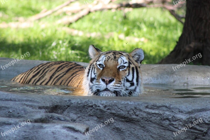 Tiger Water Swimming Animal Nature