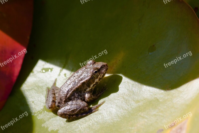 Frog Lily Pad Green Water Close Up