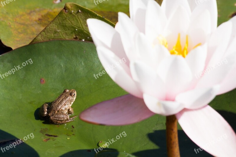 Frog Water Lilies Nymphaea Lake Rose Aquatic Plants