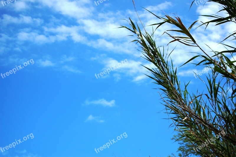 Sky Plant Blue Summer Cloud