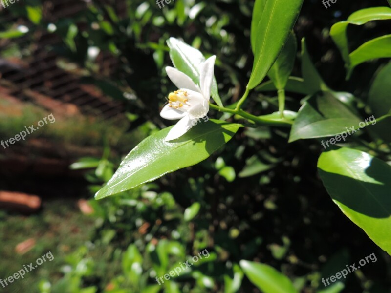 Lemon Tree Flower Green Free Photos