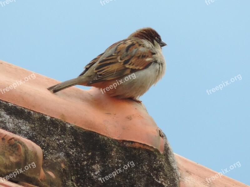 Sparrow Birdie Roof Thinking Free Photos