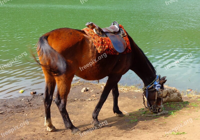 Horse Feeding Lake Feed Grass