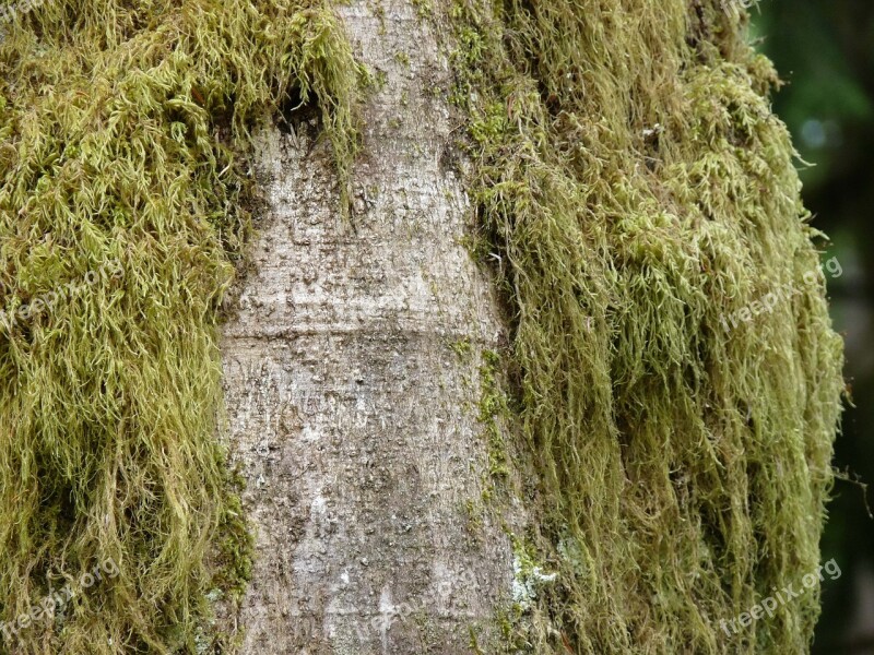 Green Moss Tree Bark Coarse