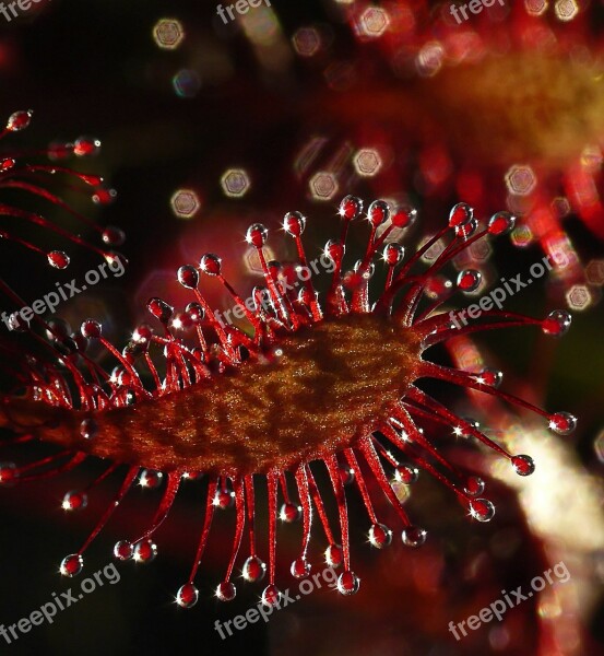 Drosera Carnivore Plant Red Free Photos