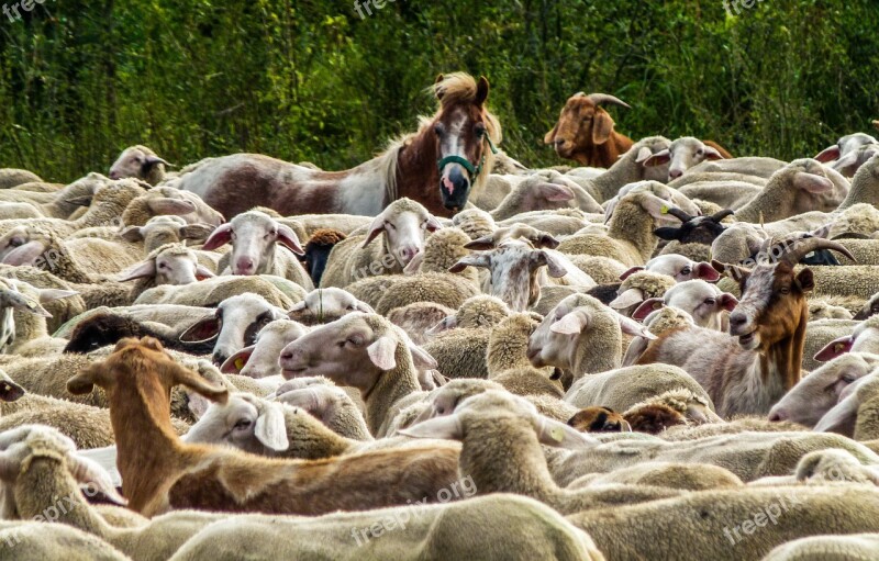 Flock Of Sheep Nature Pasture Agriculture Free Photos