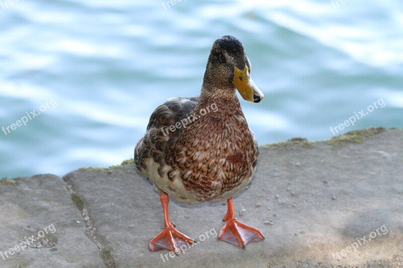 Duck Water Animal Bird Water Bird