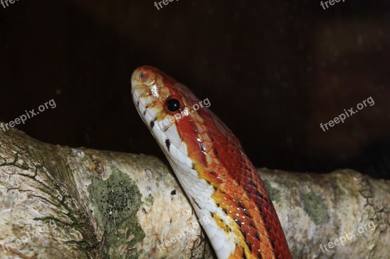 Corn Snake Pantherophis Guttatus Non Toxic Eye Portrait