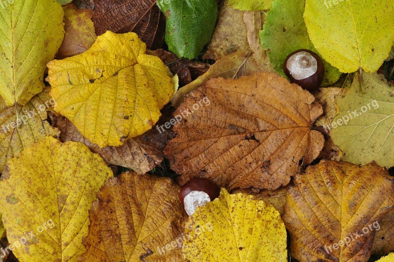 Leaves Autumn Chestnut Forest Floor Free Photos