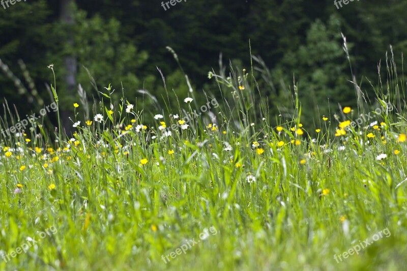 Prato Nature Spring Flowers Green