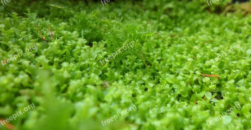 Moss Green Plant Growth Nature