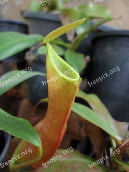 Carnivorous Plant Plants Exotic Nature Tropical