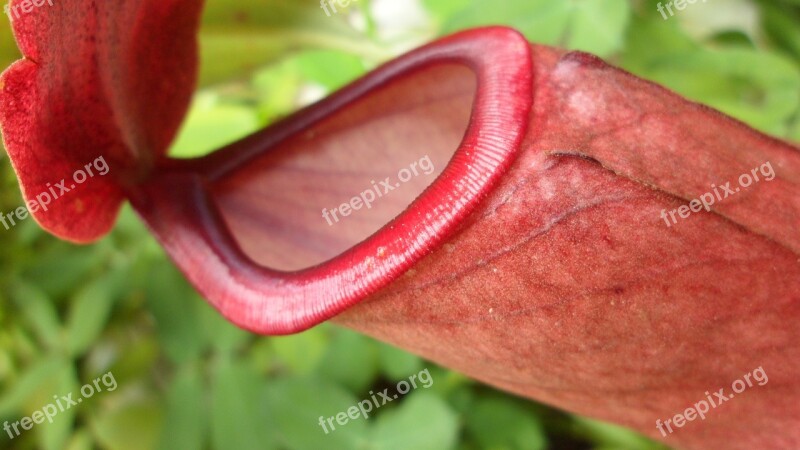 Carnivorous Plant Plants Red Exotic Nature