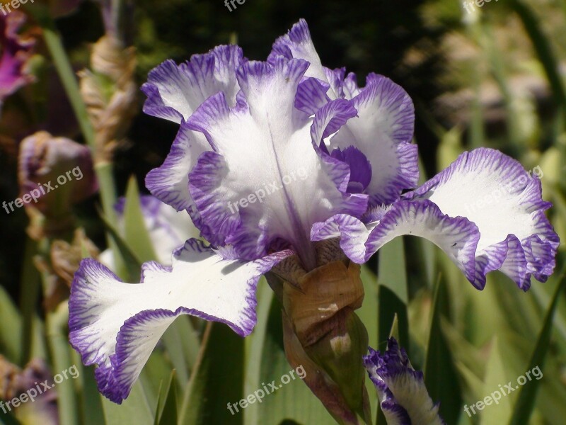 Iris Flower Nature Floral Spring