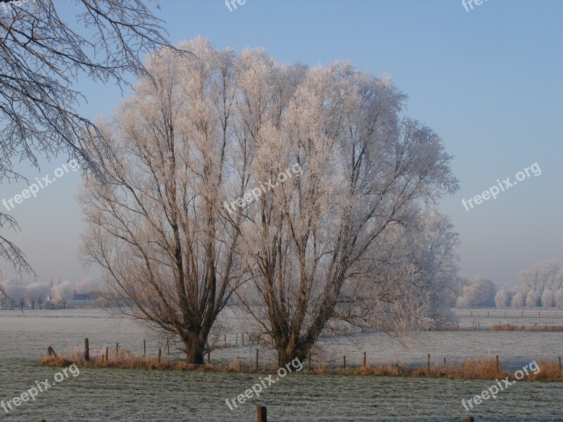 Winter Pollard Willow Snow Free Photos