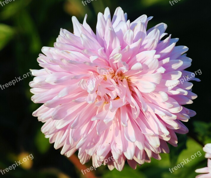 Dhali Flower Blossom Bloom Pink