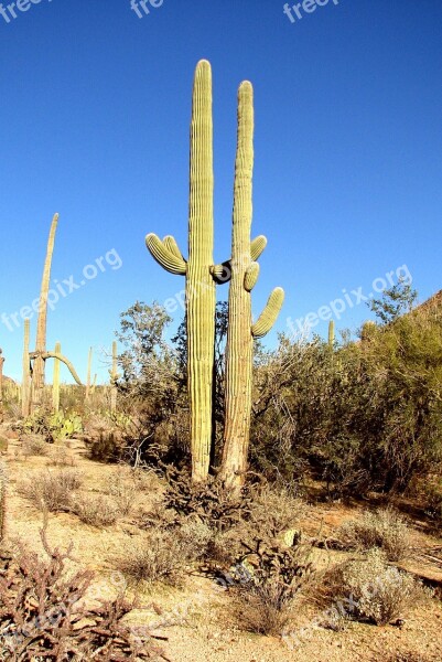 Cactus Arizona Forest Nature Green