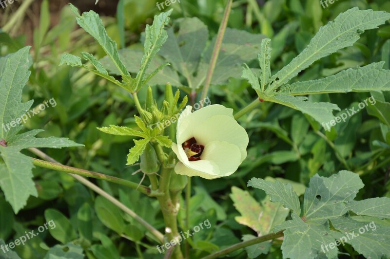 Okra Flower Garden Farm Vegetable