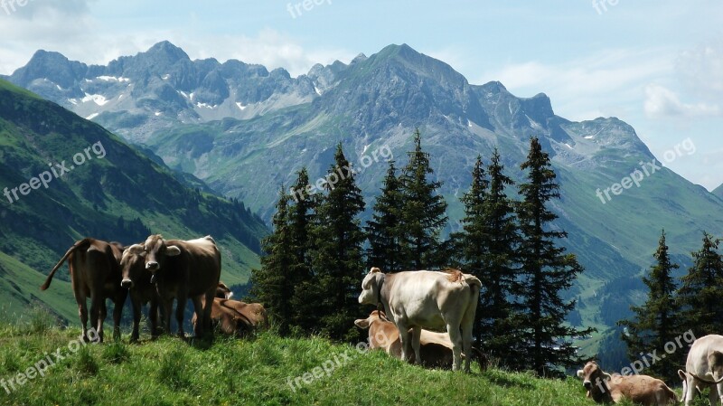 Cow Mountains Cows Alm Pasture