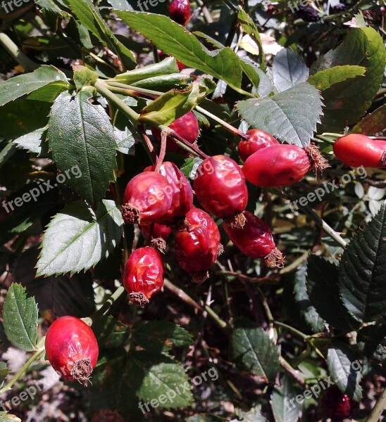 Wild Rose Nature Red Fruit Vegetable