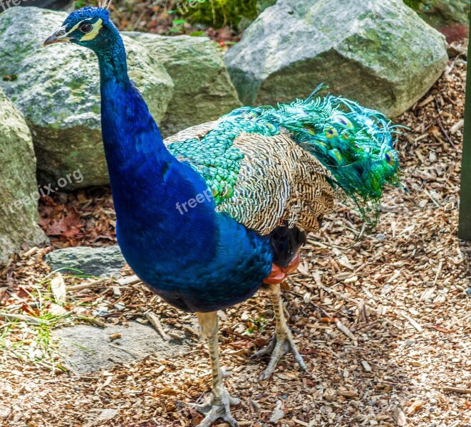 Peacock Plumage Color Green Blue