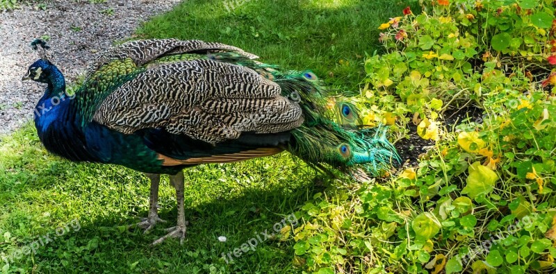 Peacock Blue Bright Color Majestic