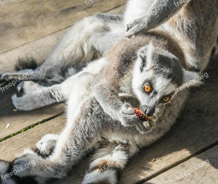 Lemur Young Eating Wildlife Outdoors