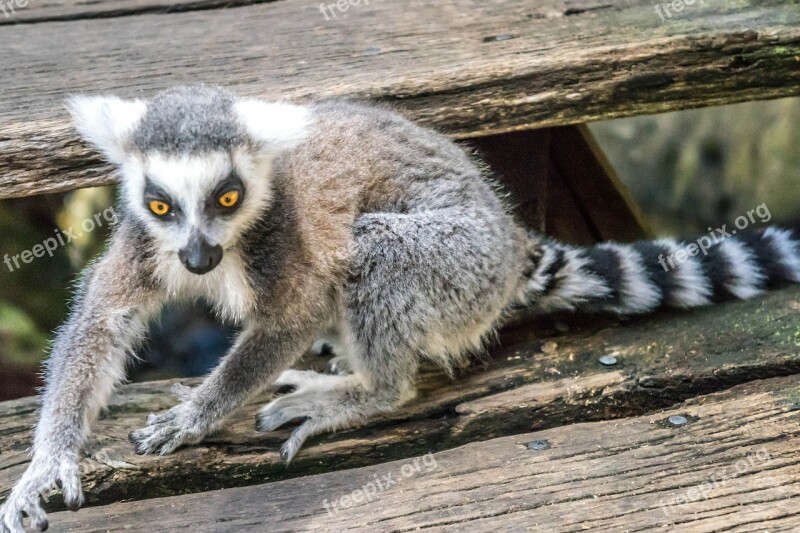 Lemur Eyes Playful Cute Wildlife