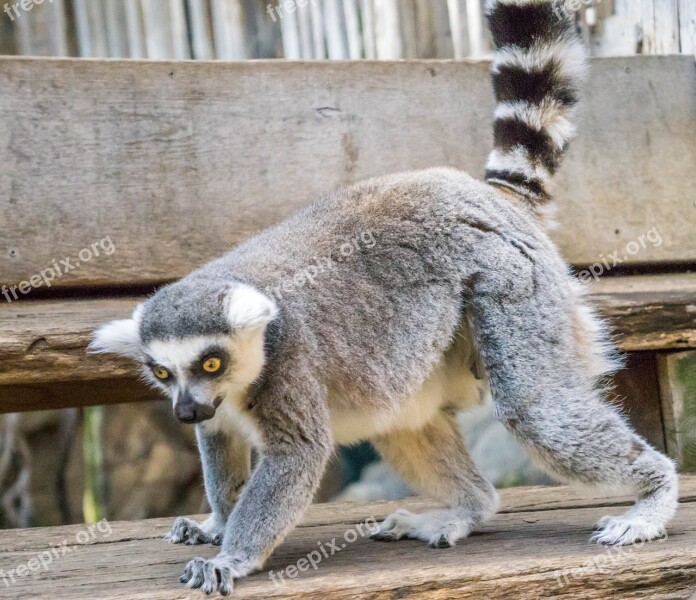 Lemur Nature Eyes Skansen Playful