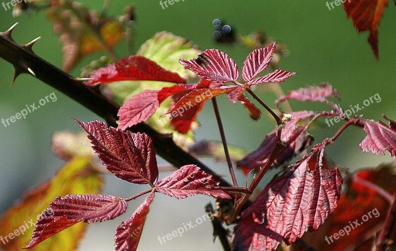 Foliage Autumn Colors Red Discoloration