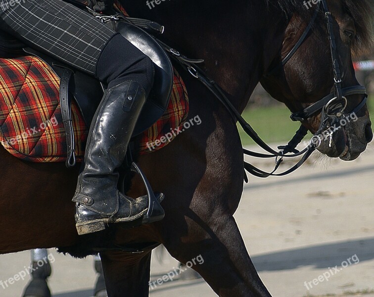 Harness Horse Breed Hutsul Bridle Halter