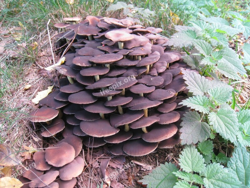 Fungi Garden Autumn Colors Nettles