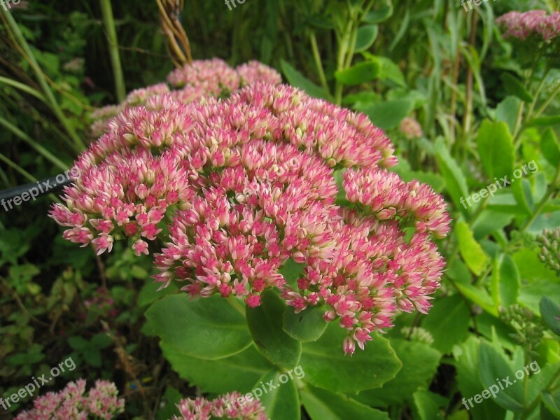 Sedum Hylotelephium Flower Autumn Colors