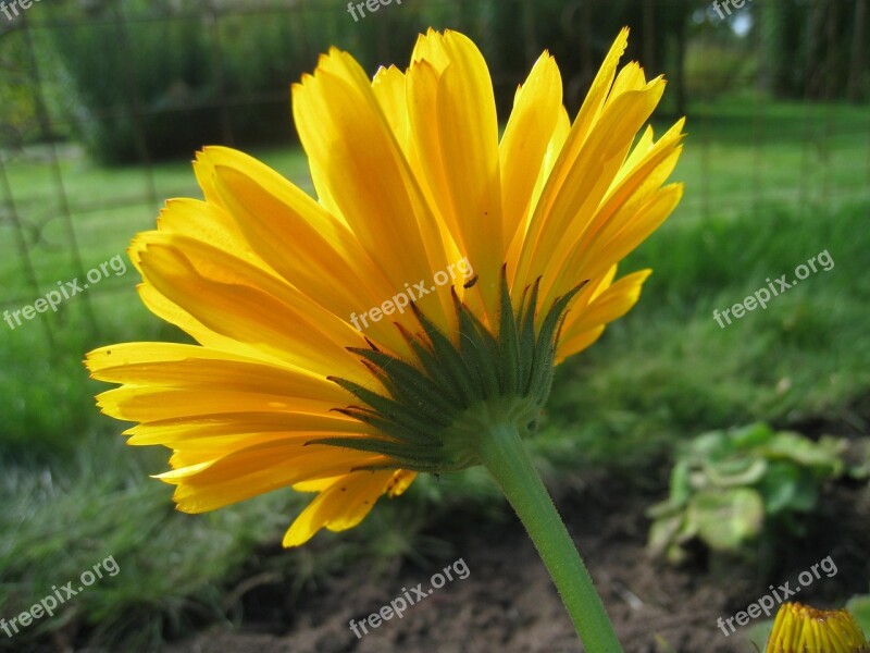 Marigold Autumn Garden Yellow Green