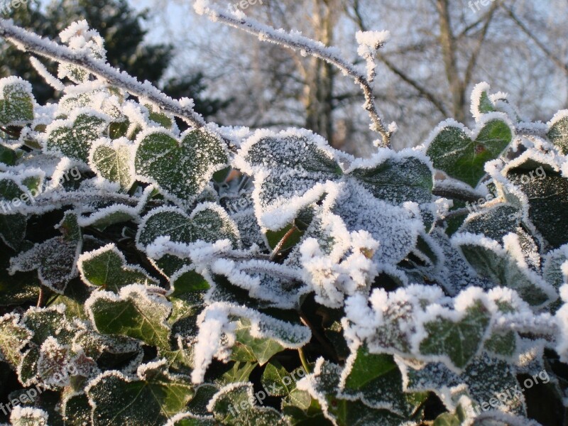 Winter Ivy Frost Free Photos