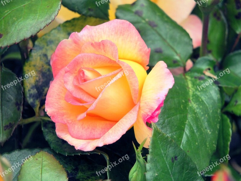 Rose Flower Beauty Leaves Pink