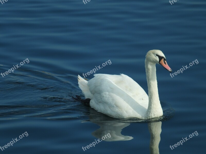 Swan Bird Ornithology Water Lake